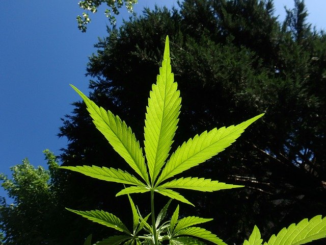 cannabis light online