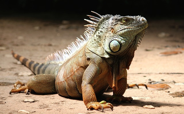 animali
